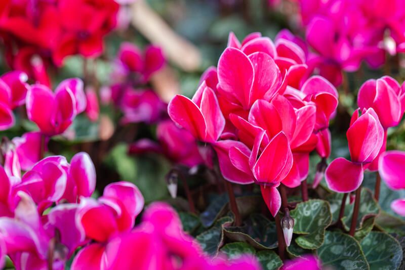How To Prepare Your Yard For The Cold Season With The Best Winter Flowers - Shrubhub