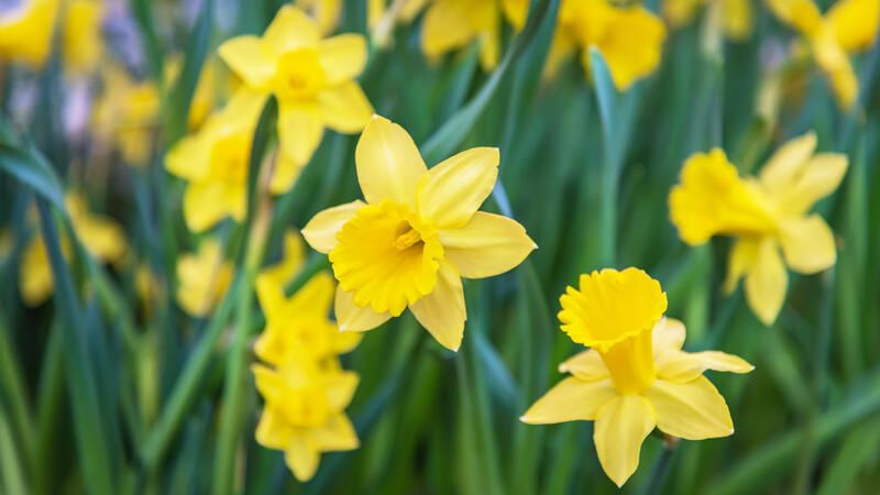 How To Prepare Your Yard For The Cold Season With The Best Winter Flowers - Shrubhub