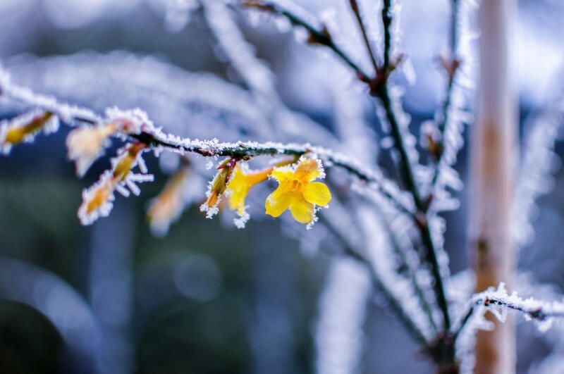 How To Prepare Your Yard For The Cold Season With The Best Winter Flowers - Shrubhub