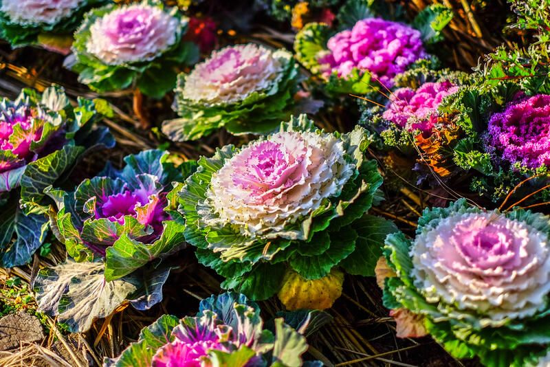 How To Prepare Your Yard For The Cold Season With The Best Winter Flowers - Shrubhub