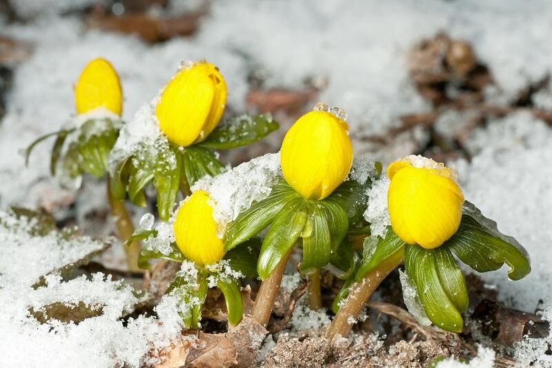 How To Prepare Your Yard For The Cold Season With The Best Winter Flowers - Shrubhub