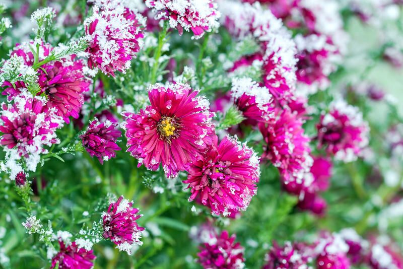 How To Prepare Your Yard For The Cold Season With The Best Winter Flowers - Shrubhub