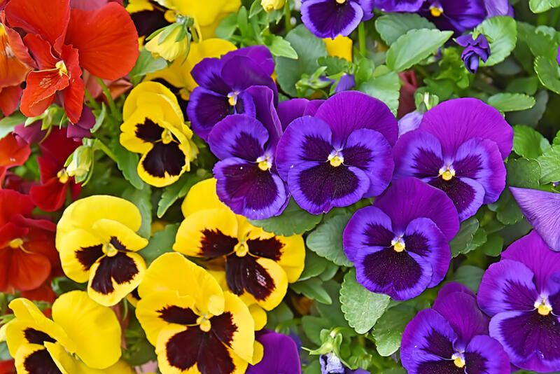 How To Prepare Your Yard For The Cold Season With The Best Winter Flowers - Shrubhub