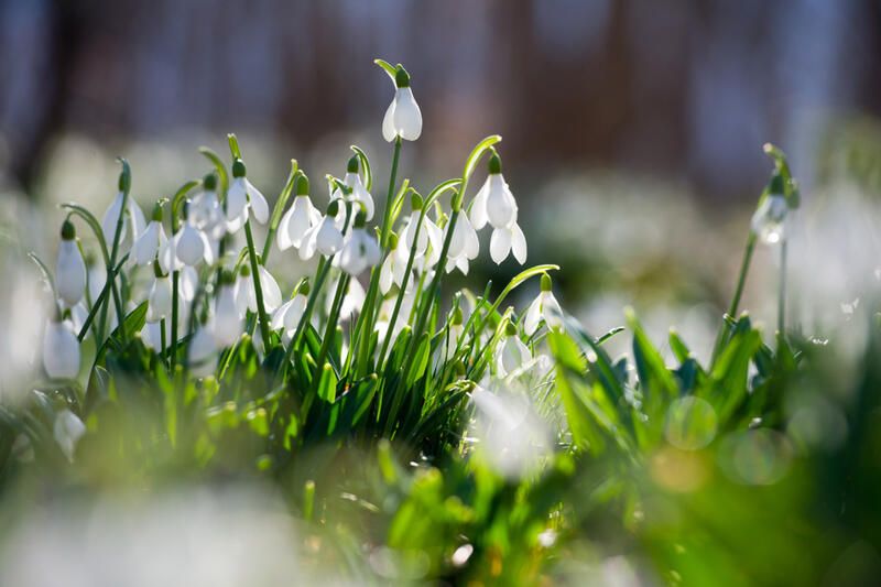 How To Prepare Your Yard For The Cold Season With The Best Winter Flowers - Shrubhub