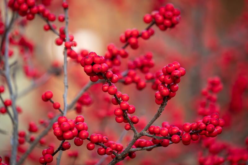 How To Prepare Your Yard For The Cold Season With The Best Winter Flowers - Shrubhub