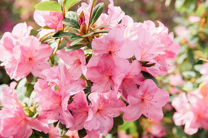 What to Plant in September: Fall Planting Guide by Zone - Shrubhub