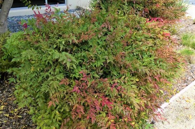 What to Plant in September: Fall Planting Guide by Zone - Shrubhub