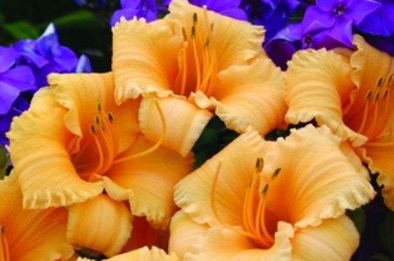 What to Plant in September: Fall Planting Guide by Zone - Shrubhub