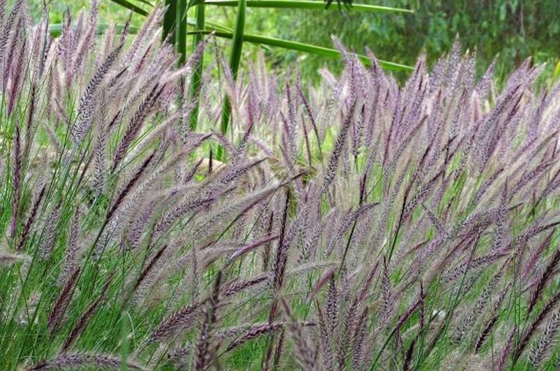 Fall Landscaping Ideas: 12 Ways to Make Your Yard Look Amazing This Autumn - Shrubhub
