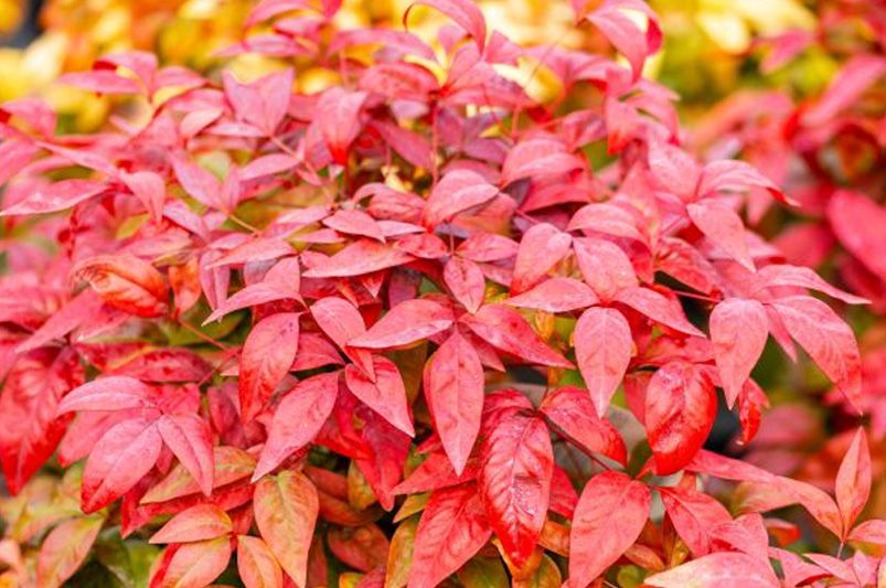 Fall Landscaping Ideas: 12 Ways to Make Your Yard Look Amazing This Autumn - Shrubhub