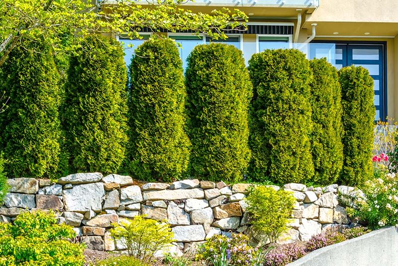 Backyard Privacy Landscaping: 12 Beautiful Ways to Create a More Secluded Outdoor Space - Shrubhub