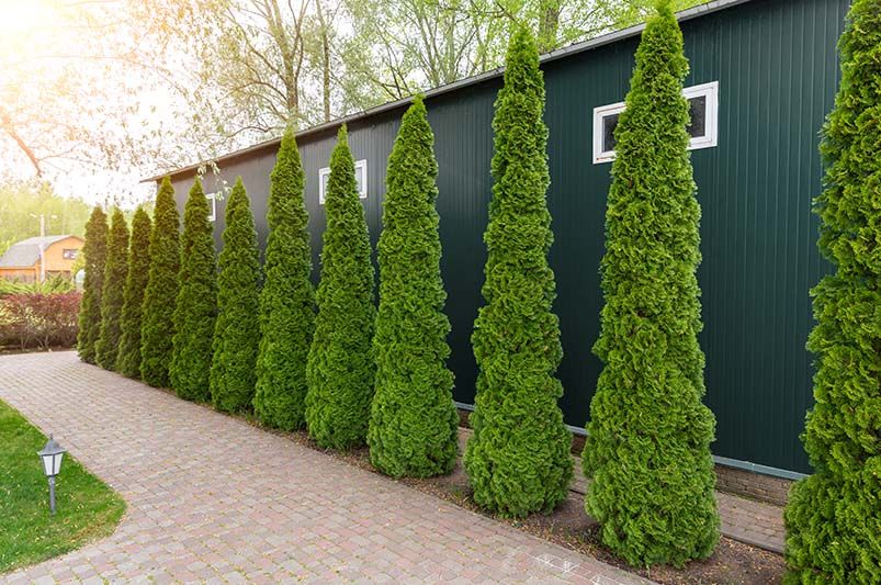 Backyard Privacy Landscaping: 12 Beautiful Ways to Create a More Secluded Outdoor Space - Shrubhub