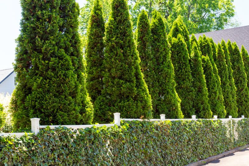 Can You Use Trees as Privacy Screens? The Best Privacy Trees in the Market - Shrubhub