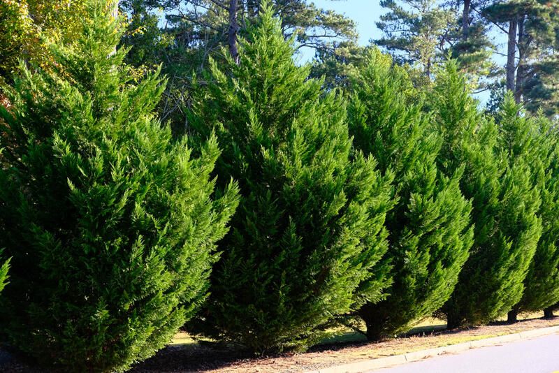 Can You Use Trees as Privacy Screens? The Best Privacy Trees in the Market - Shrubhub