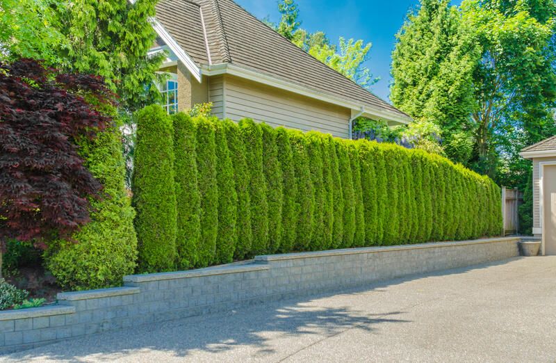 Can You Use Trees as Privacy Screens? The Best Privacy Trees in the Market - Shrubhub