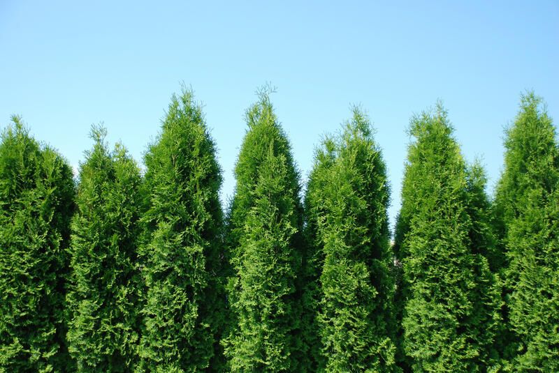 Can You Use Trees as Privacy Screens? The Best Privacy Trees in the Market - Shrubhub