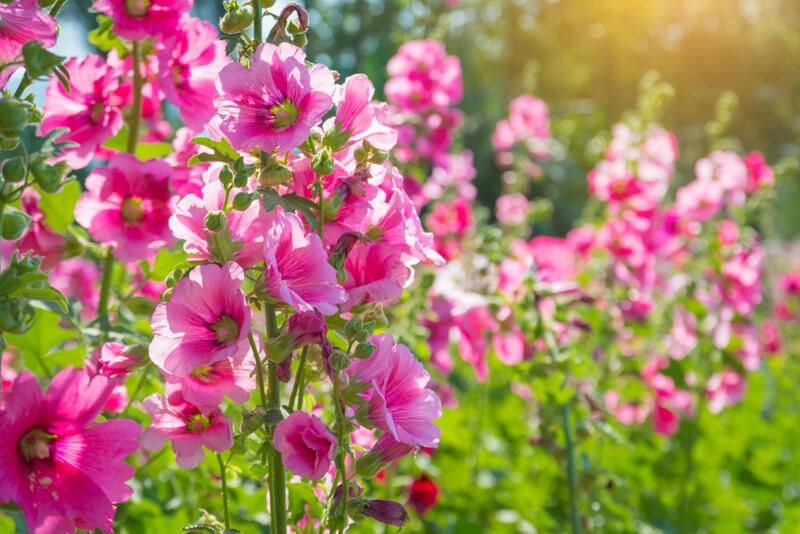 Want A Thriving Cottage Garden? Learn How to Create One You Can Be Proud Of - Shrubhub