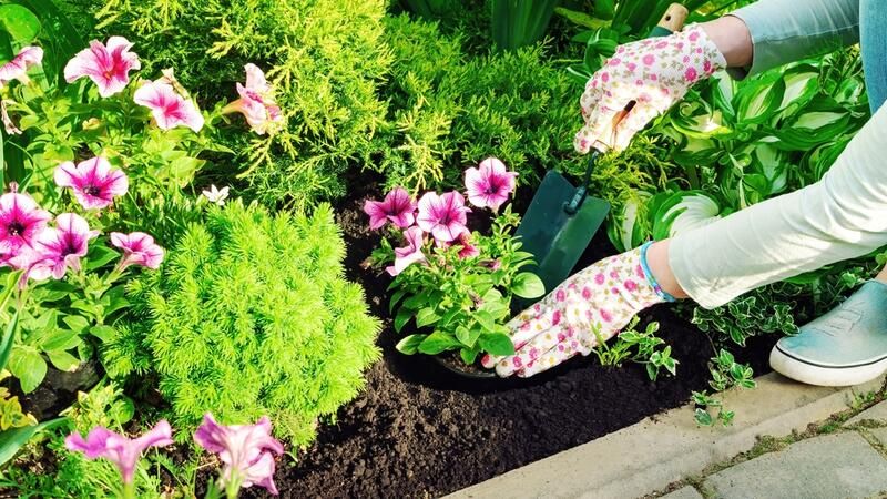 Annuals vs Perennials: Which Ones Are Better for Your Home Garden? - Shrubhub