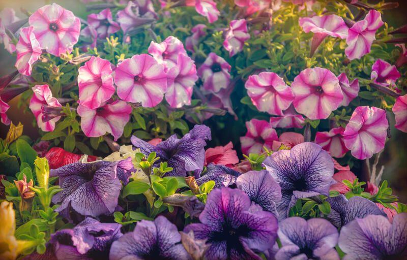 Annuals vs Perennials: Which Ones Are Better for Your Home Garden? - Shrubhub