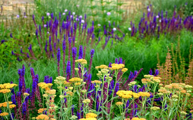 Annuals vs Perennials: Which Ones Are Better for Your Home Garden? - Shrubhub