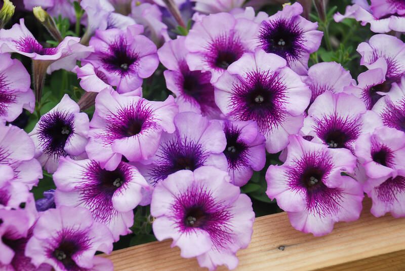 Annuals vs Perennials: Which Ones Are Better for Your Home Garden? - Shrubhub