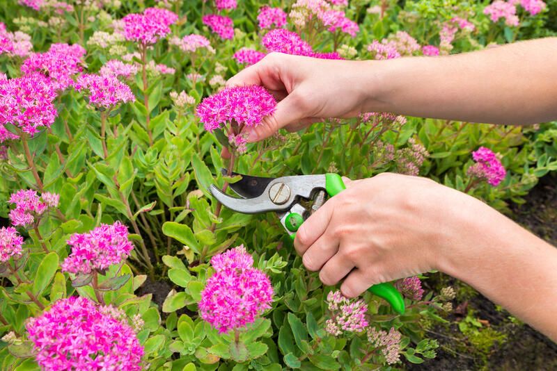 Annuals vs Perennials: Which Ones Are Better for Your Home Garden? - Shrubhub