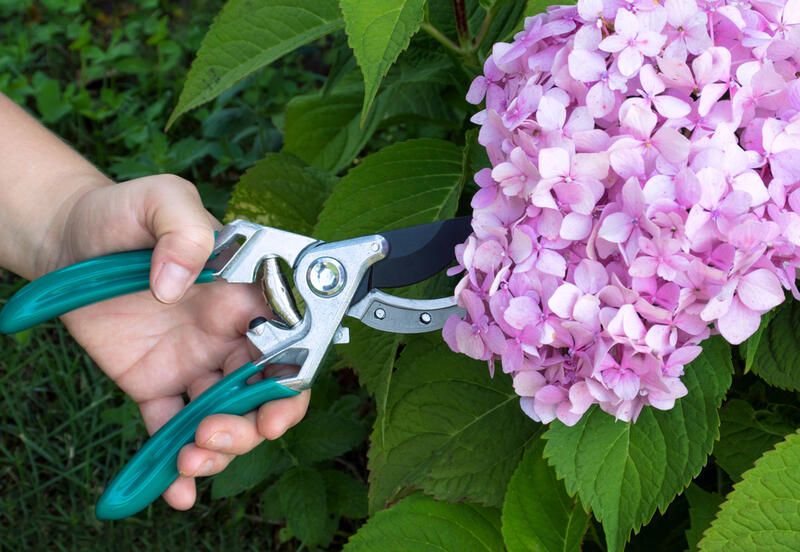 Annuals vs Perennials: Which Ones Are Better for Your Home Garden? - Shrubhub