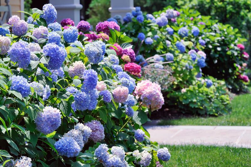 28 Front Yard Landscaping Ideas To Make Your Home More Attractive - Shrubhub