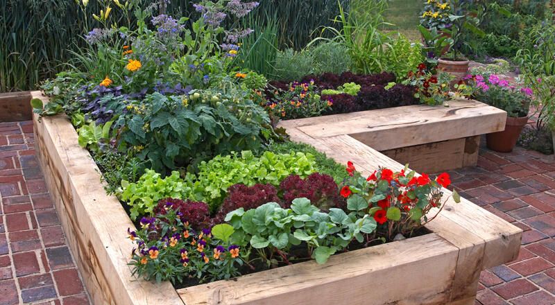 Get A Yard That Looks Good Enough To Eat! The Best Edible Garden Ideas  - Shrubhub