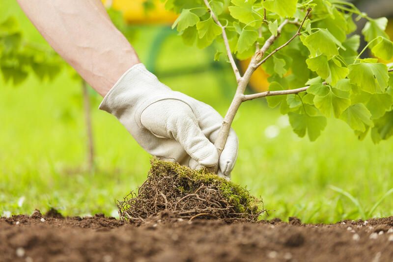 Get A Yard That Looks Good Enough To Eat! The Best Edible Garden Ideas  - Shrubhub