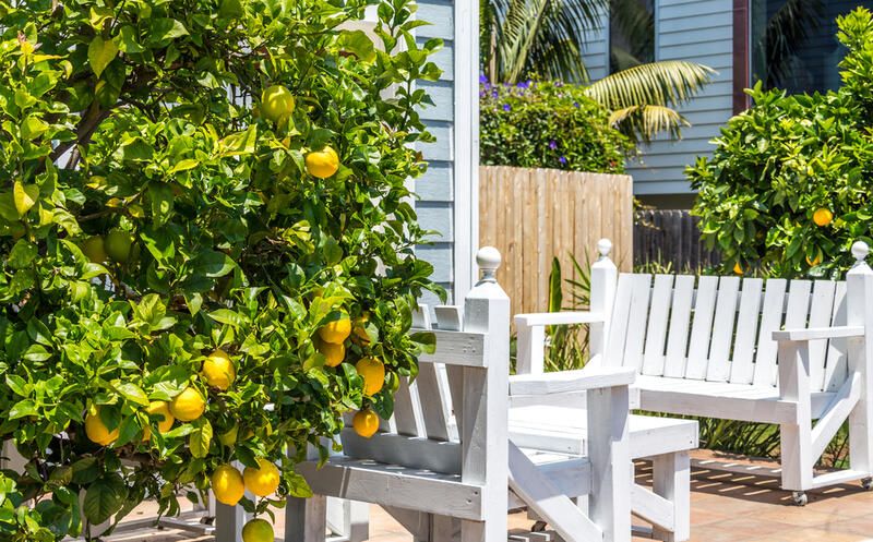 Get A Yard That Looks Good Enough To Eat! The Best Edible Garden Ideas  - Shrubhub