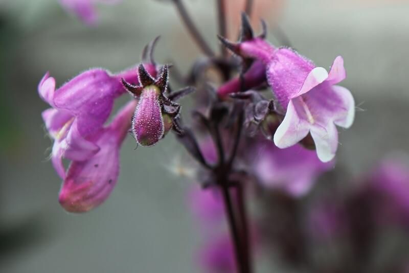The Best Native Plants for Mississauga Yards - Shrubhub