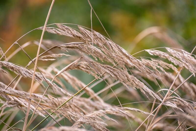 The Best Native Plants for Mississauga Yards - Shrubhub