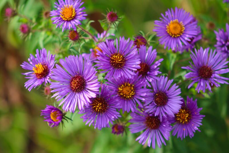 The Best Native Plants for Mississauga Yards - Shrubhub