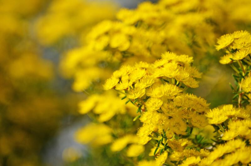 The Best Native Plants for Mississauga Yards - Shrubhub