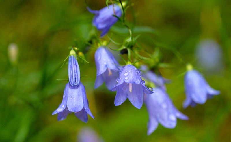 The Best Native Plants for Mississauga Yards - Shrubhub
