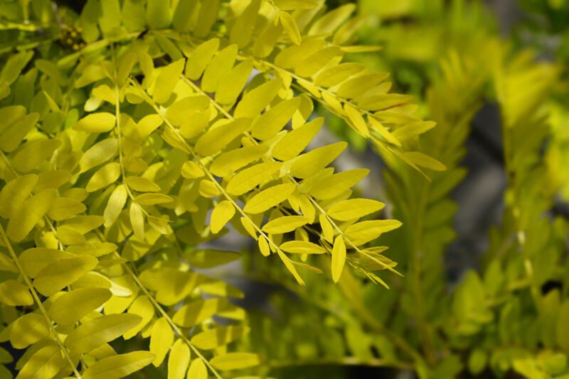 The Best Native Plants for Mississauga Yards - Shrubhub