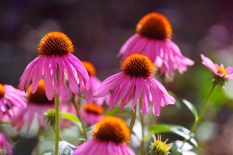 The Best Native Plants for Mississauga Yards - Shrubhub