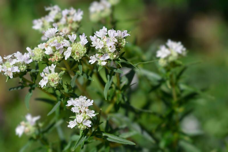 The Best Native Plants for Mississauga Yards - Shrubhub