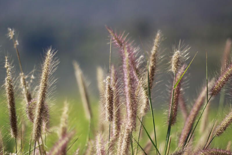 The Best Native Plants for Mississauga Yards - Shrubhub
