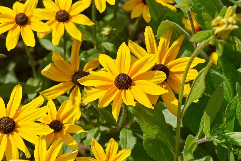 Top 8 Best Perennial Flowers To Grow In Your Garden  - Shrubhub