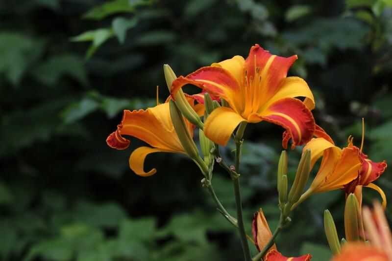 Top 8 Best Perennial Flowers To Grow In Your Garden  - Shrubhub