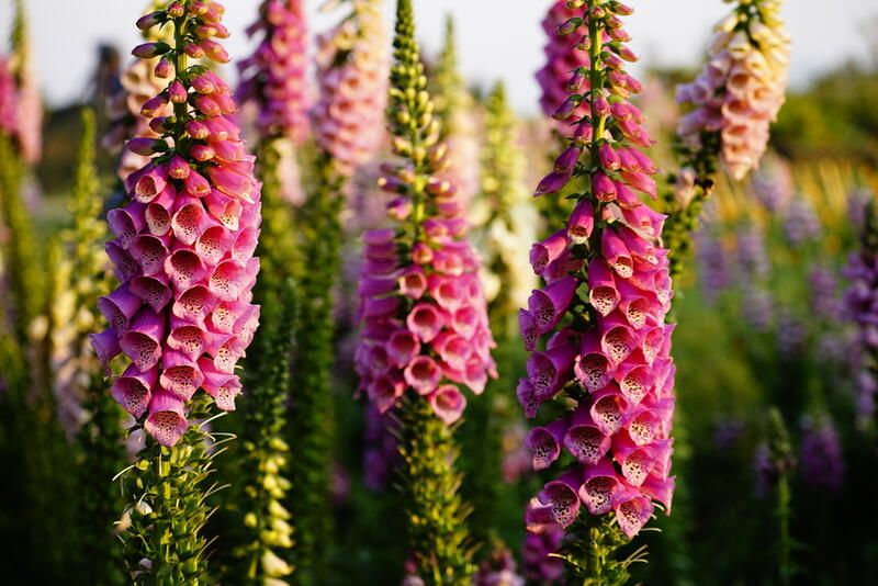 Top 8 Best Perennial Flowers To Grow In Your Garden  - Shrubhub