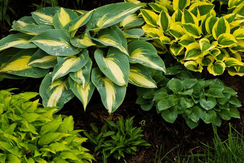 Top 8 Best Perennial Flowers To Grow In Your Garden  - Shrubhub