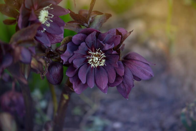 Top 8 Best Perennial Flowers To Grow In Your Garden  - Shrubhub