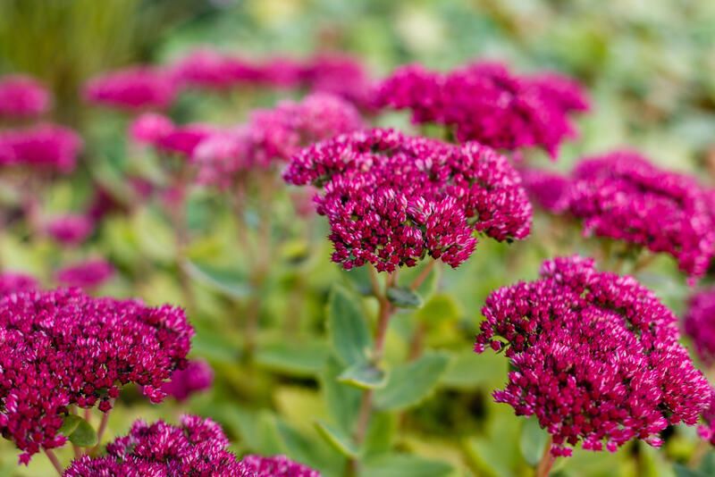 Top 8 Best Perennial Flowers To Grow In Your Garden  - Shrubhub