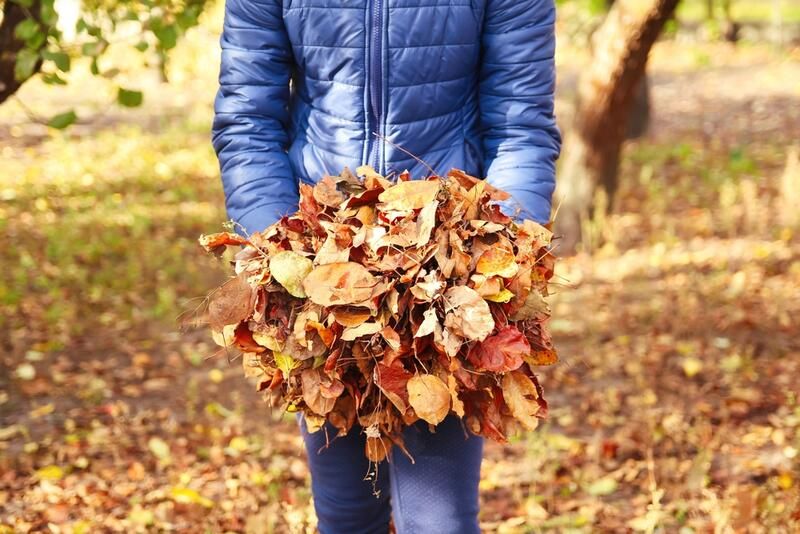 Your Guide To Using Fallen Leaves As Organic Compost And Organic Mulch  - Shrubhub