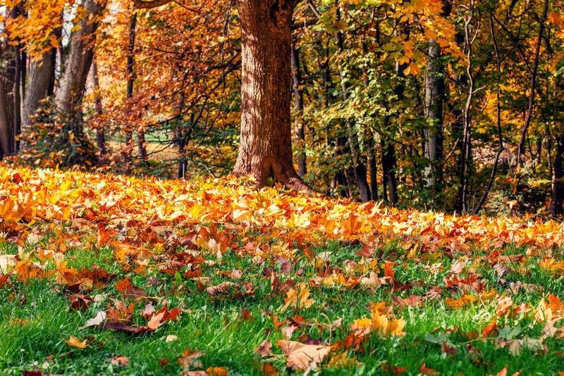 Your Guide To Using Fallen Leaves As Organic Compost And Organic Mulch - Shrubhub