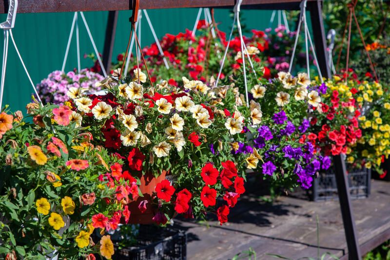 Planting Annual Flowers: Your Way to Brighten Up Your Yard