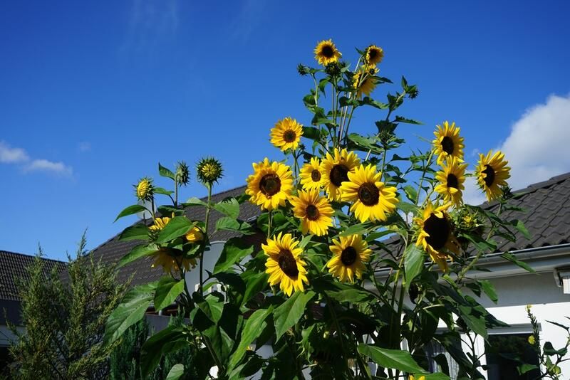 common_sunflower_800.jpg
